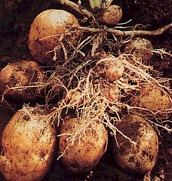 Hasil gambar untuk batang kentang